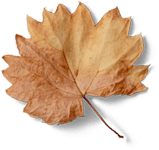 latte-leaf.png